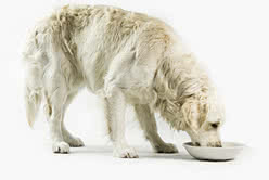 Labrador zjada naturlna karme dla psa UniQ Nordic Gold