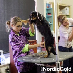 kleszcze u psa: zabiegi pielęgnacyjne psa