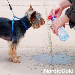 woda dla psa w upał